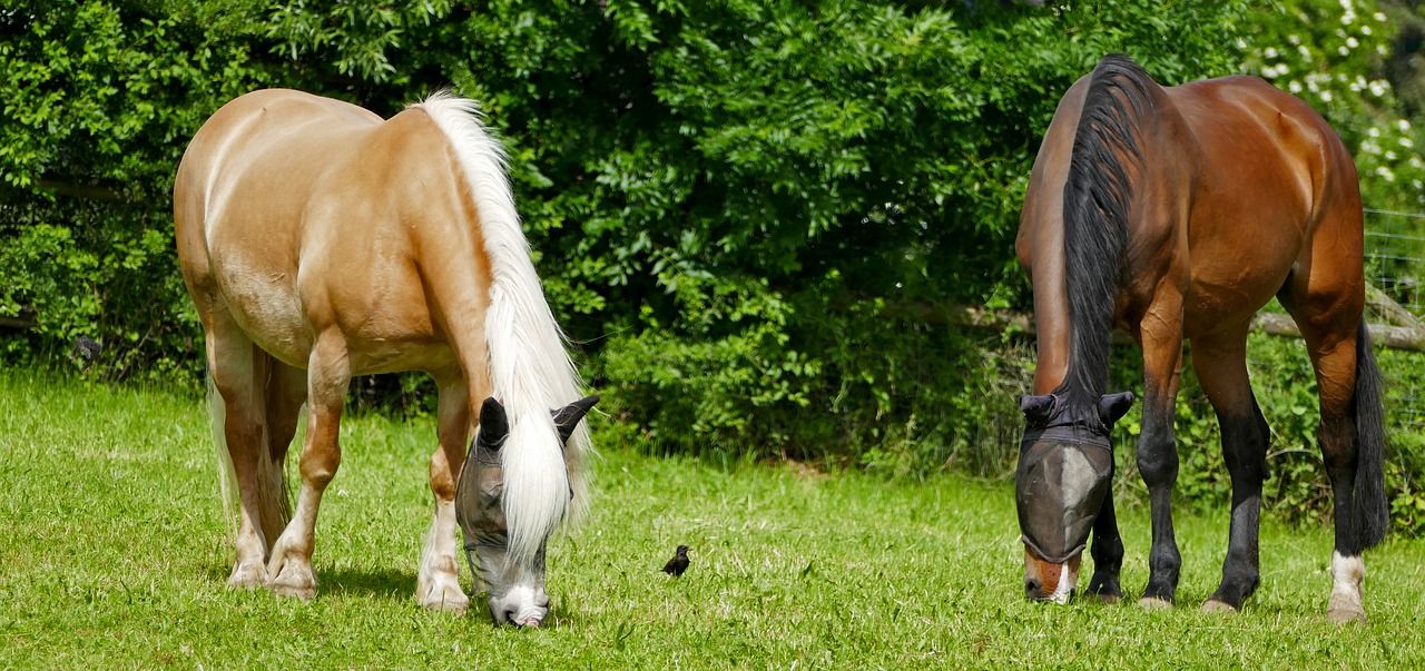 Zasady żywienia koni a pora roku