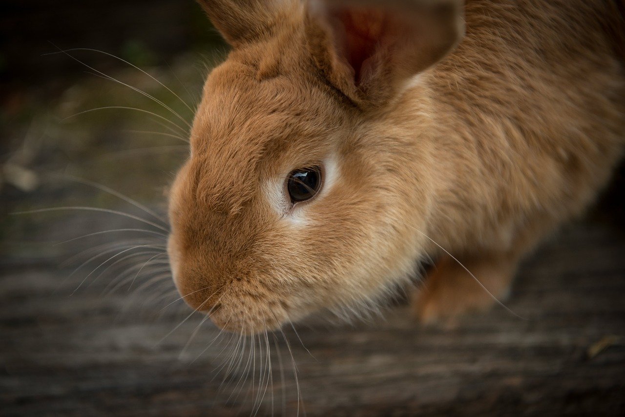W co należy się zaopatrzyć przed zakupem królika?