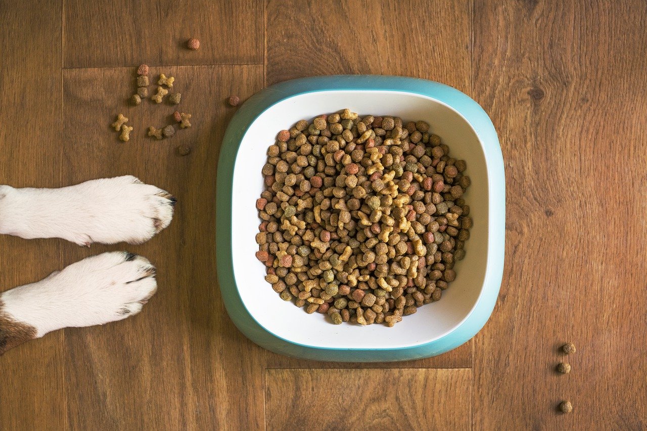 Jak wybrać dobrą karmę dla psa?